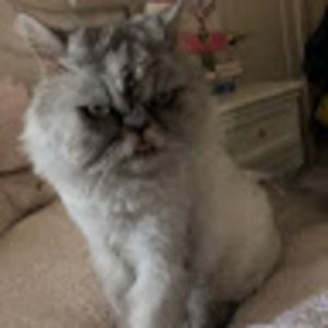 Meet your Posher, Trinity